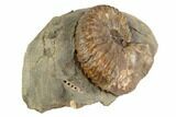 Cretaceous Fossil Ammonite (Jeletzkytes) - South Dakota #189337-1